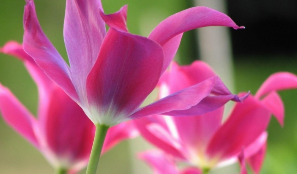 Открытые тюльпаны, Цветы