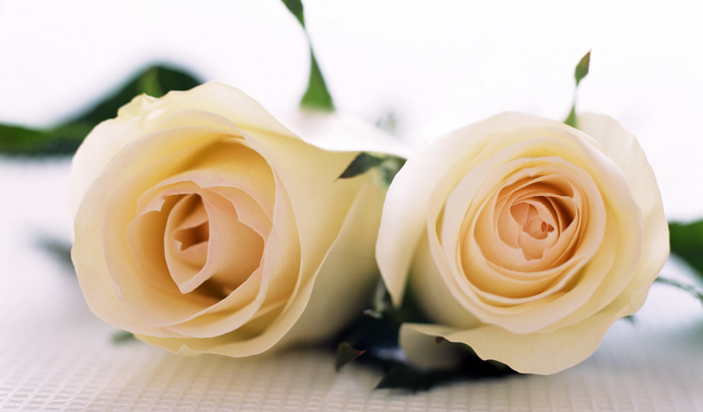 Пара роз, Цветов