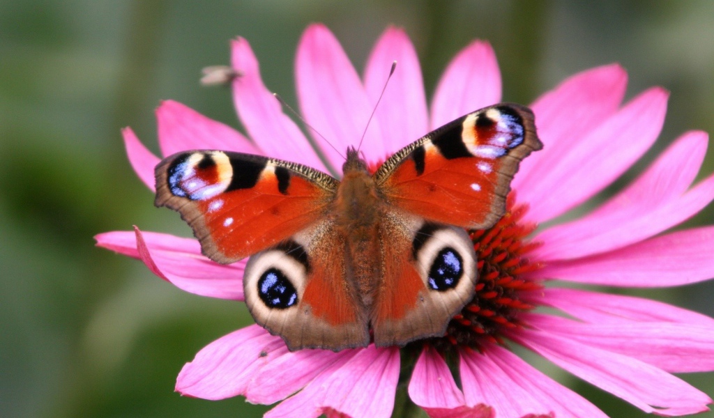 Бабочка Павлина, Цветы