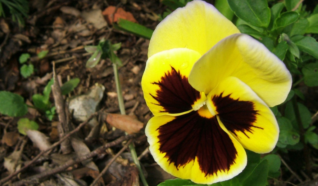 Прекрасная любовь, Цветы