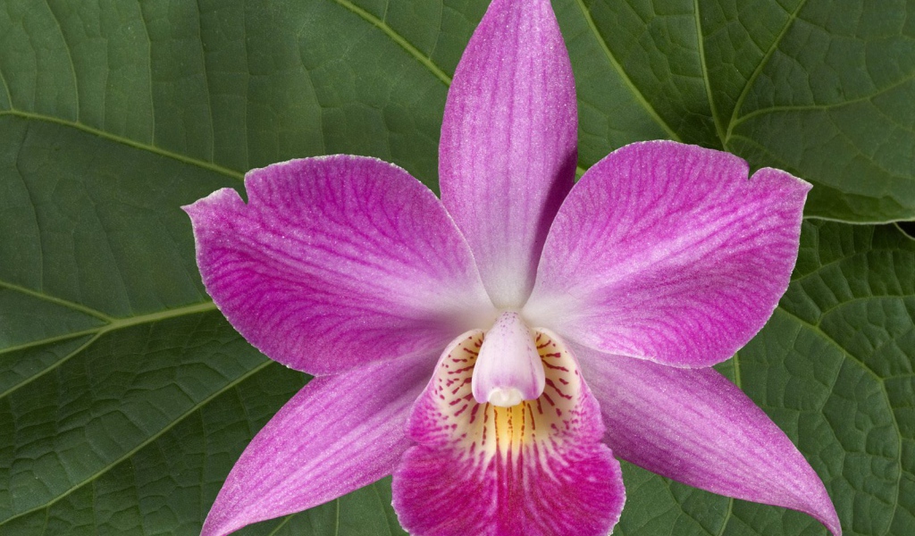 Хурма, Цветы