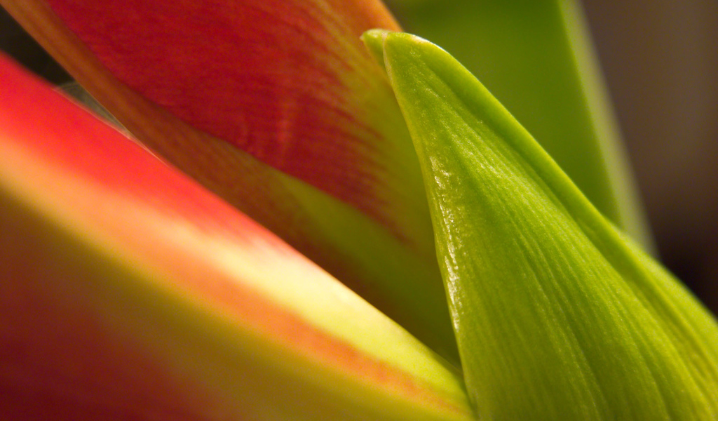 Лепестки, Цветы