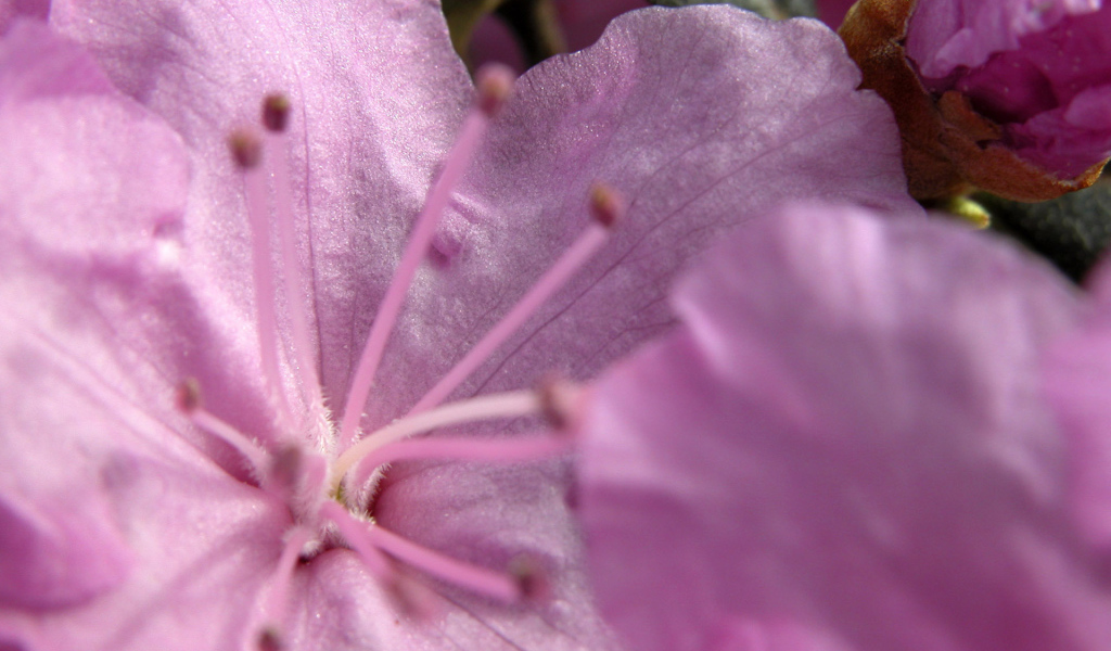 Розовый цветок