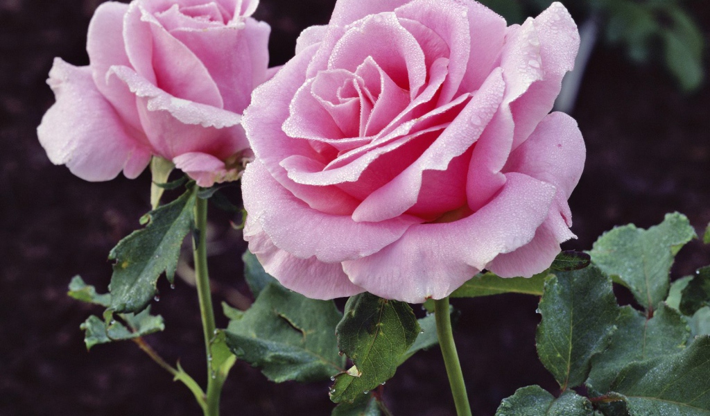 Удовольствие и Страдание, Цветы