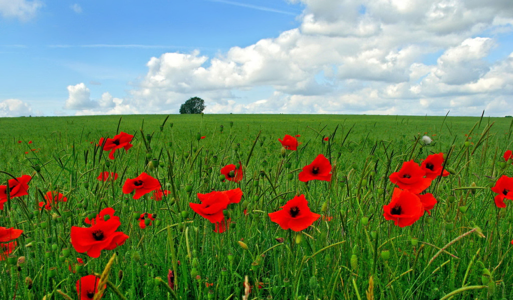 Цветы мака на поле