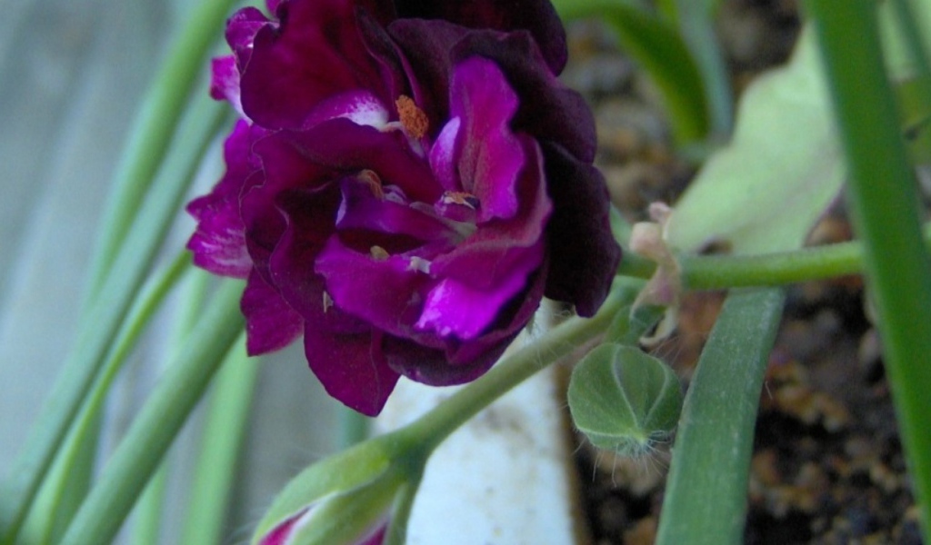 Фиолетовый цветок, Цветы