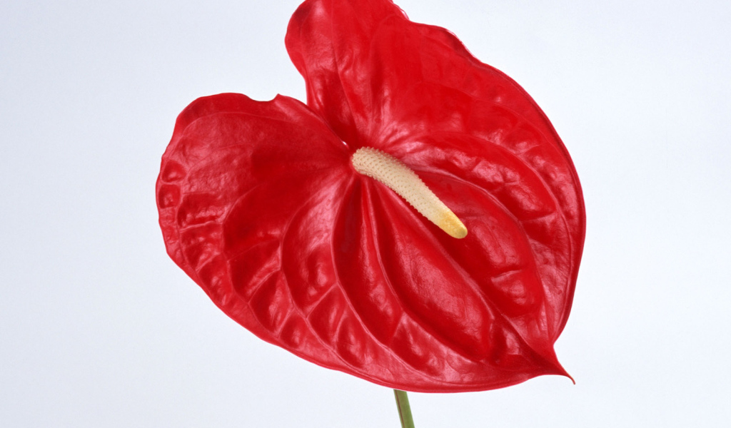 Красный Anturium, Цветы