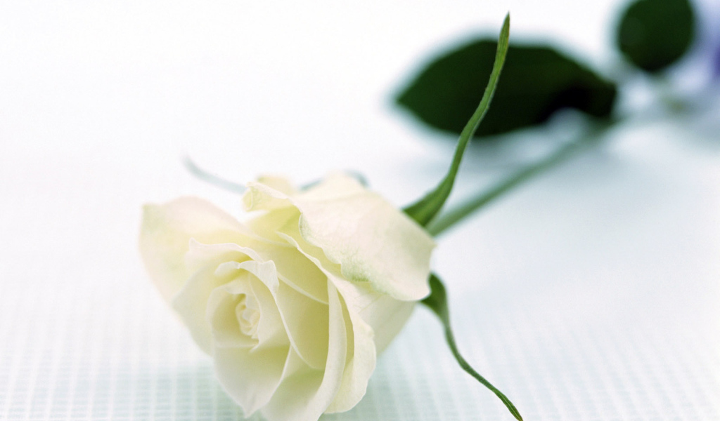 Отдых с розой