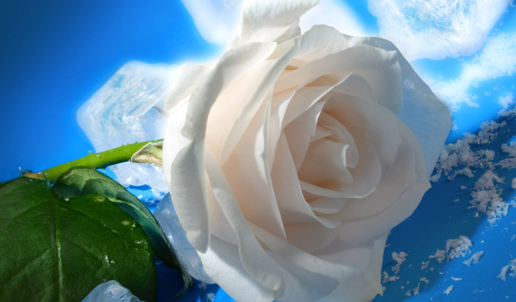 роза и Лед, Цветы