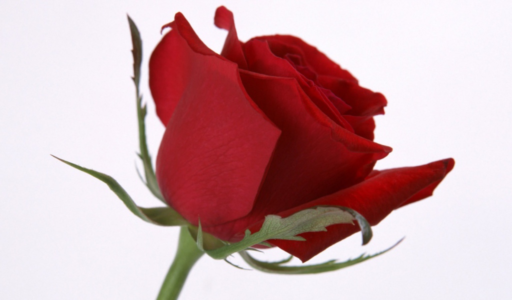 Цветок розы