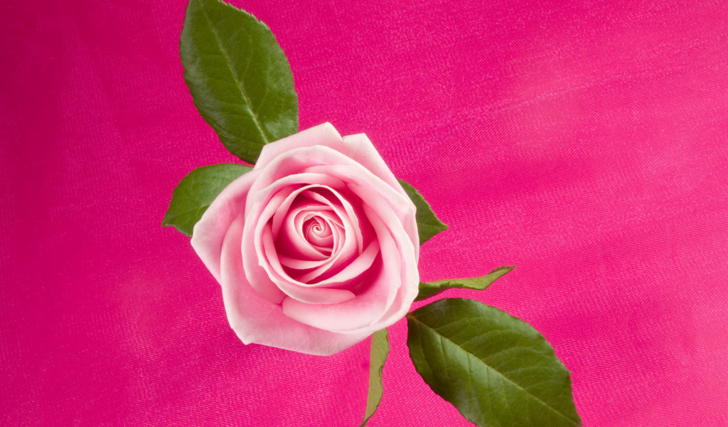 Темно розовая Роза