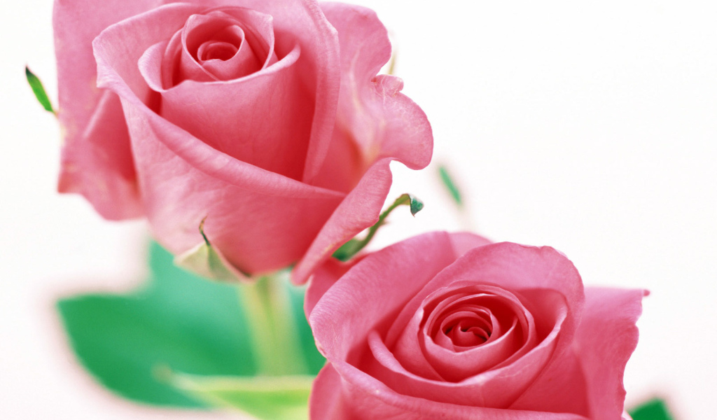 Розы на белом, Цветы