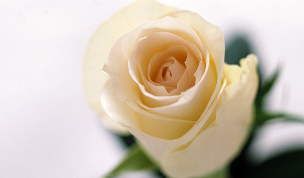 Запах роз, Цветы