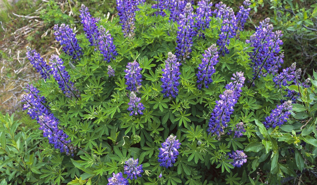 Королевский расцвет, Цветы