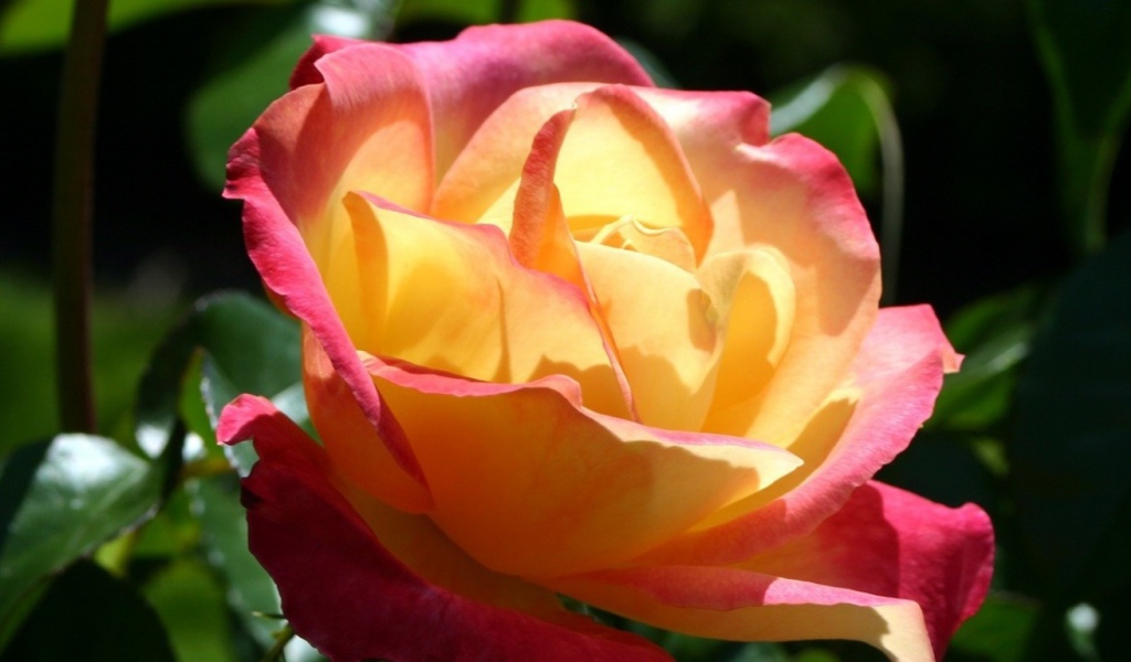 Секретная любовь, Цветы