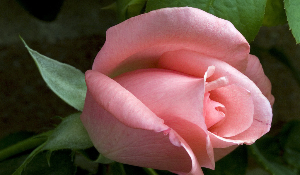 Застенчивое чувство, Цветы