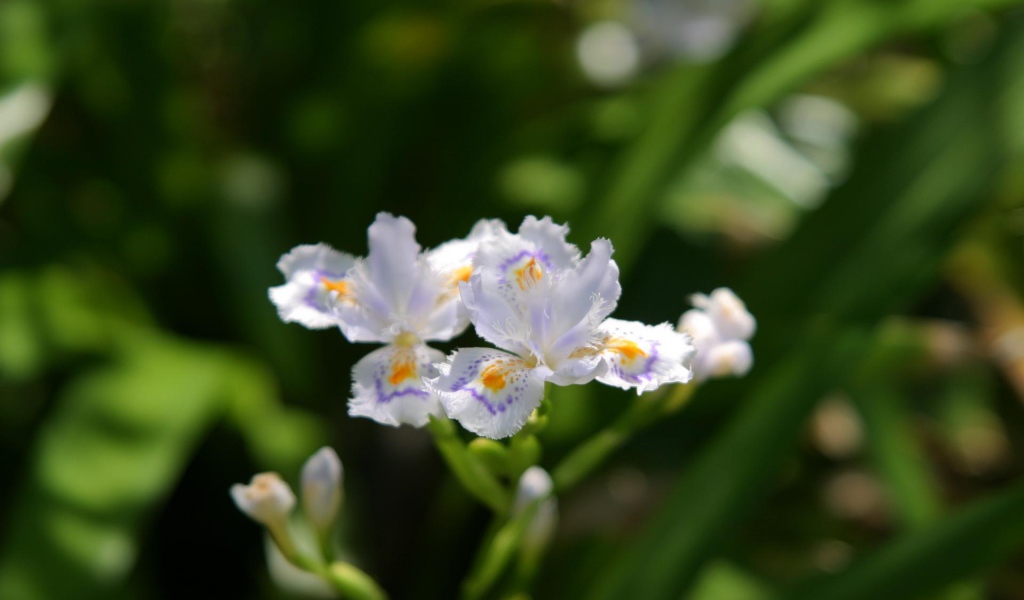 Шелковистый, Цветы