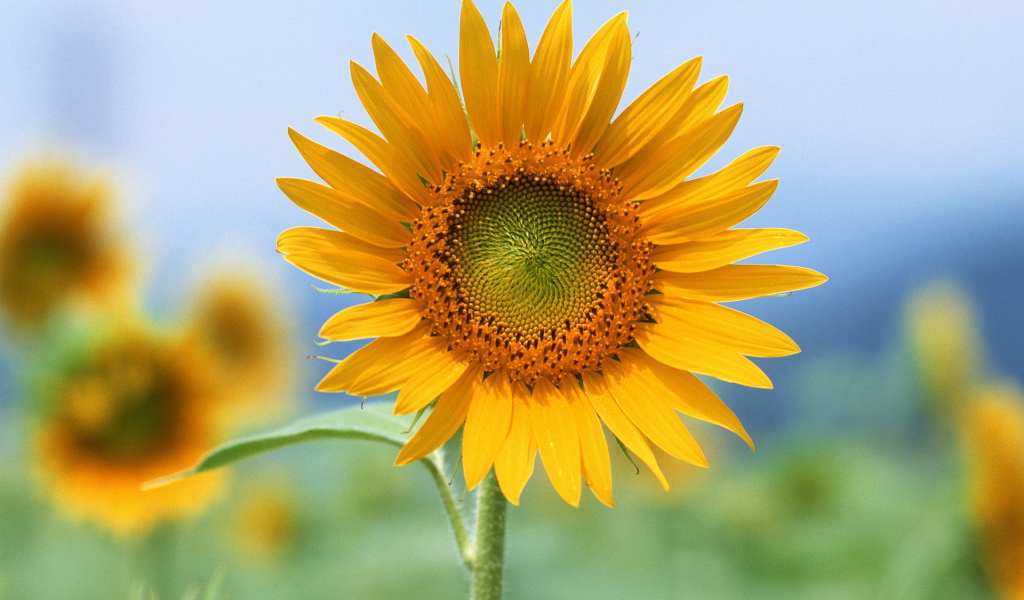 Единственный, Цветы