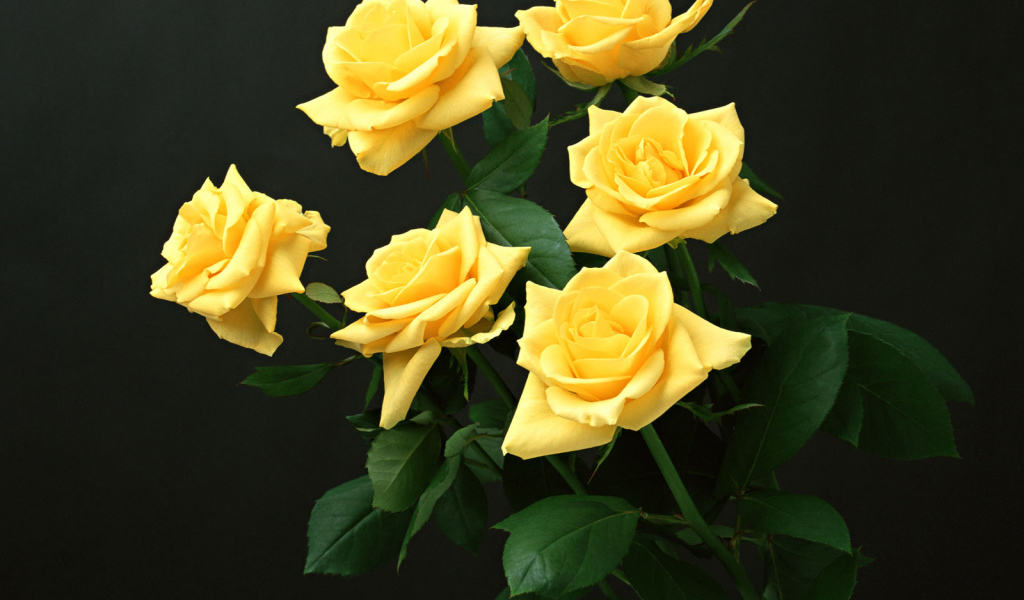 Шесть желтых роз, Цветы