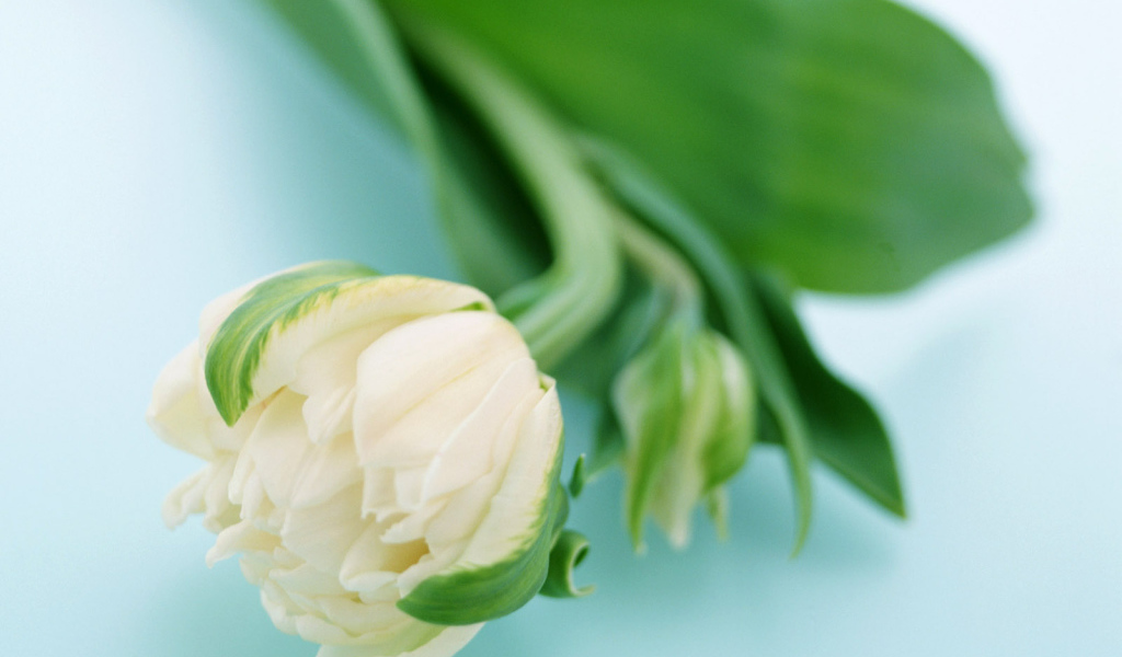 Сонный цветок, Цветы