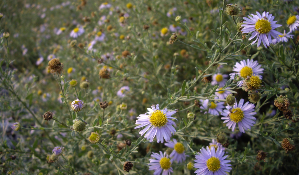 Маленькие Цветы