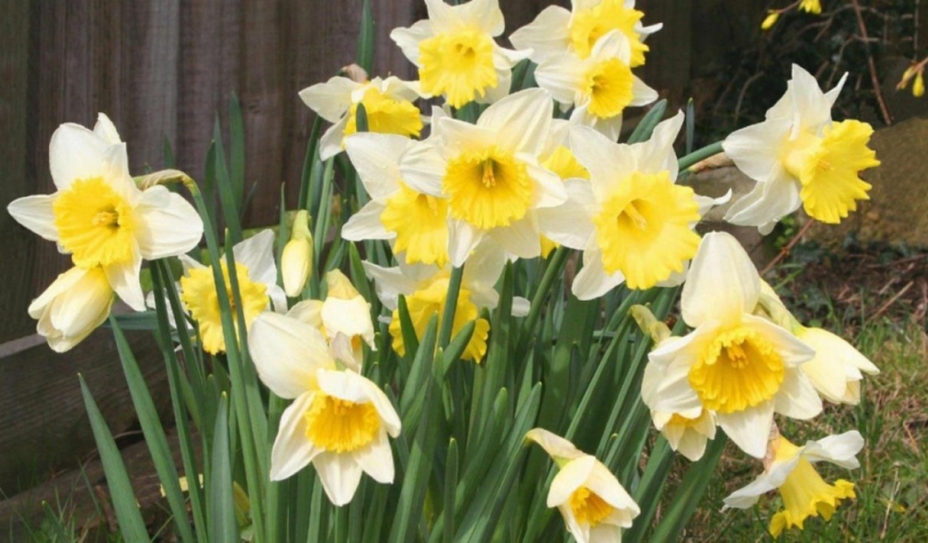 Весенние Нарциссы, Цветы