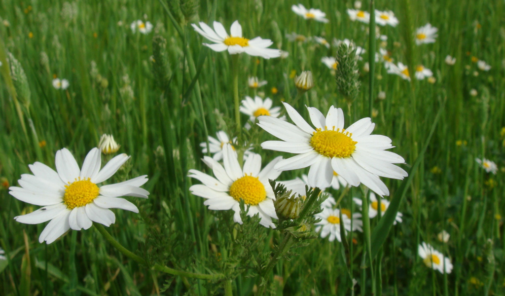 Весенние Цветы