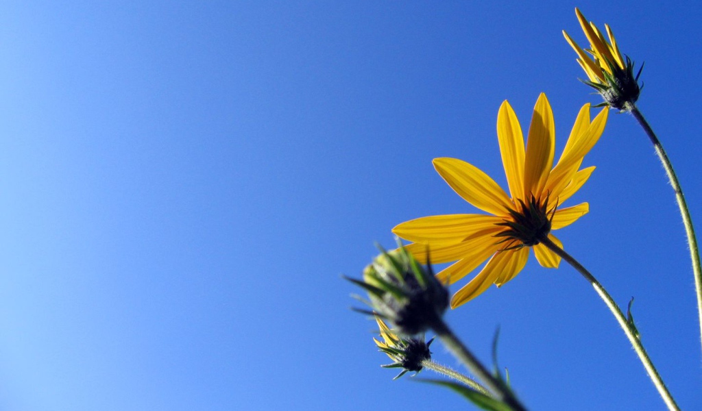 Солнечный Camilles, Цветы