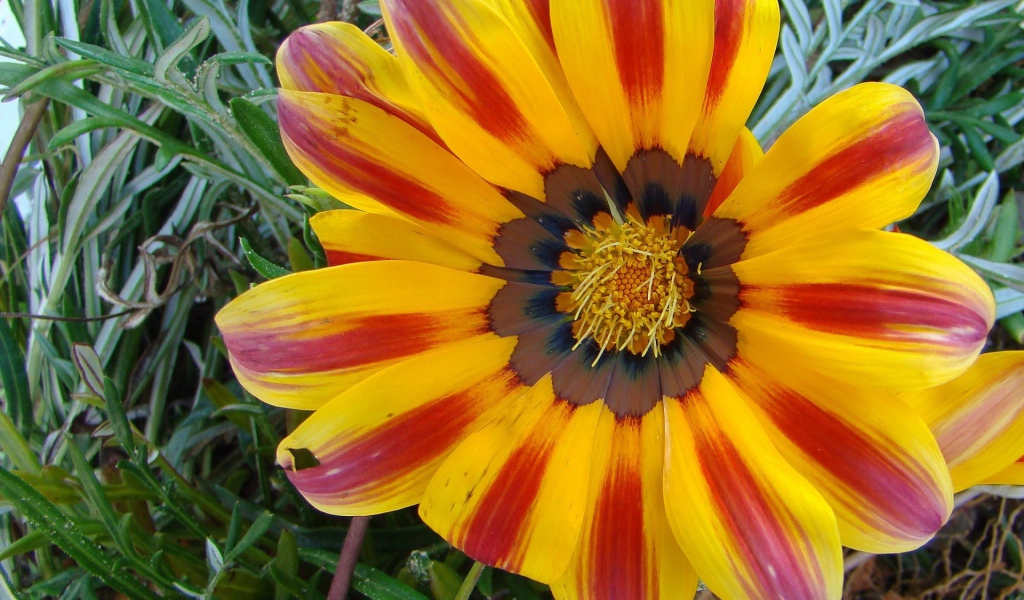 Солнечный день, Цветы