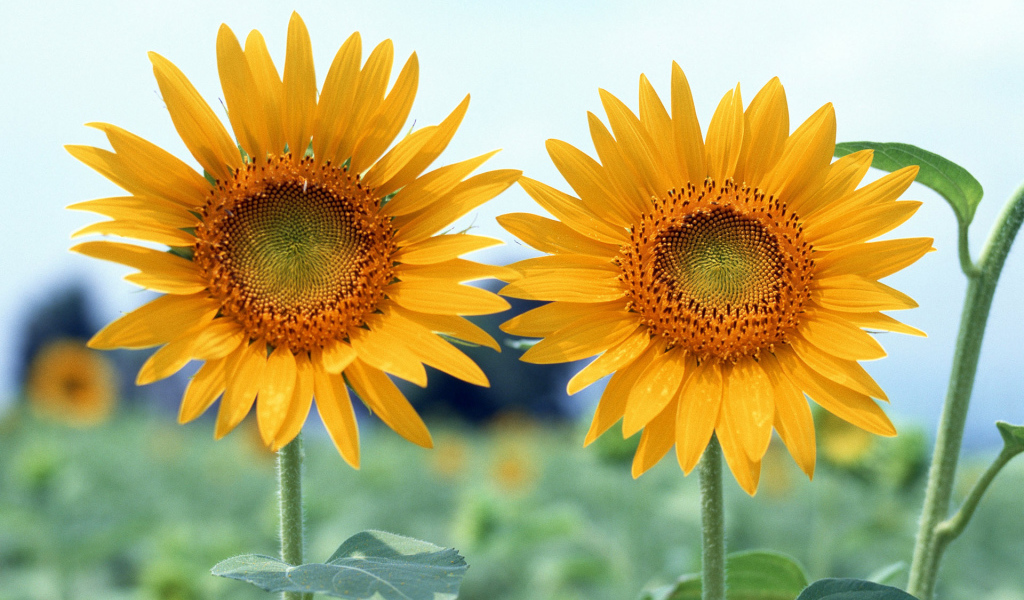 Вместе, Цветы