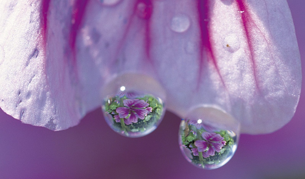 Просвирник дерева, Цветы