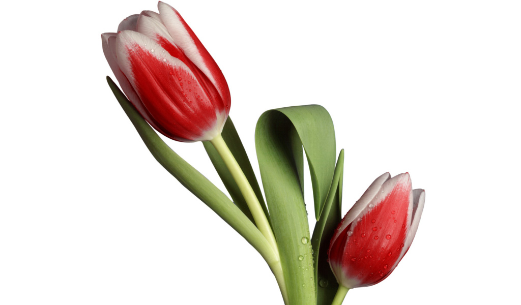 Модель тюльпана, Цветы