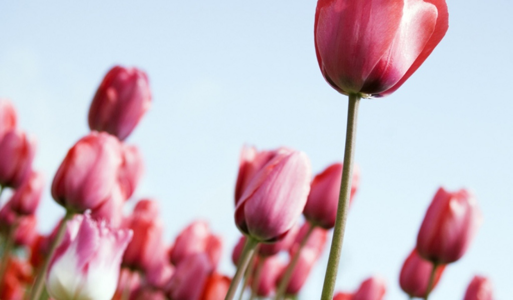 Тюльпаны, Цветы