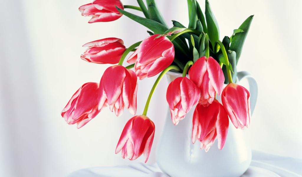 Бутоны тюльпанов, Цветы