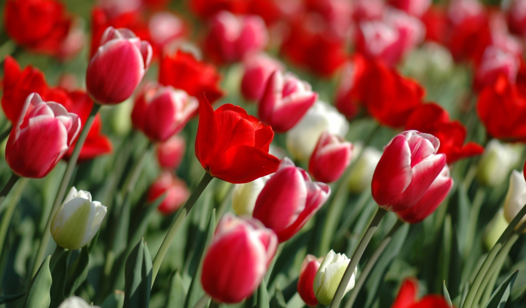 Весна тюльпанов, Цветы