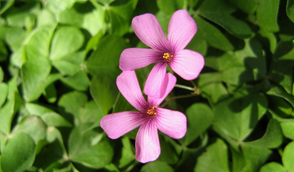 Два сыщика, Цветы