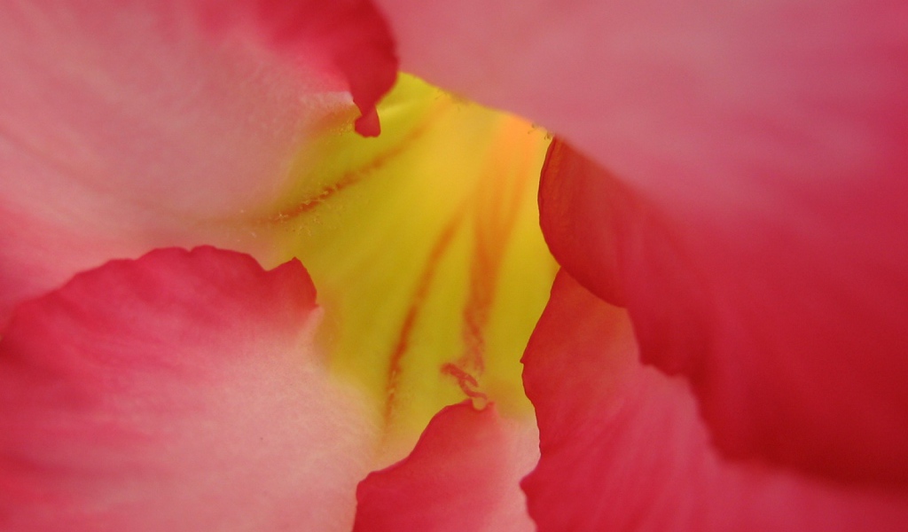 Под лепестками, Цветами