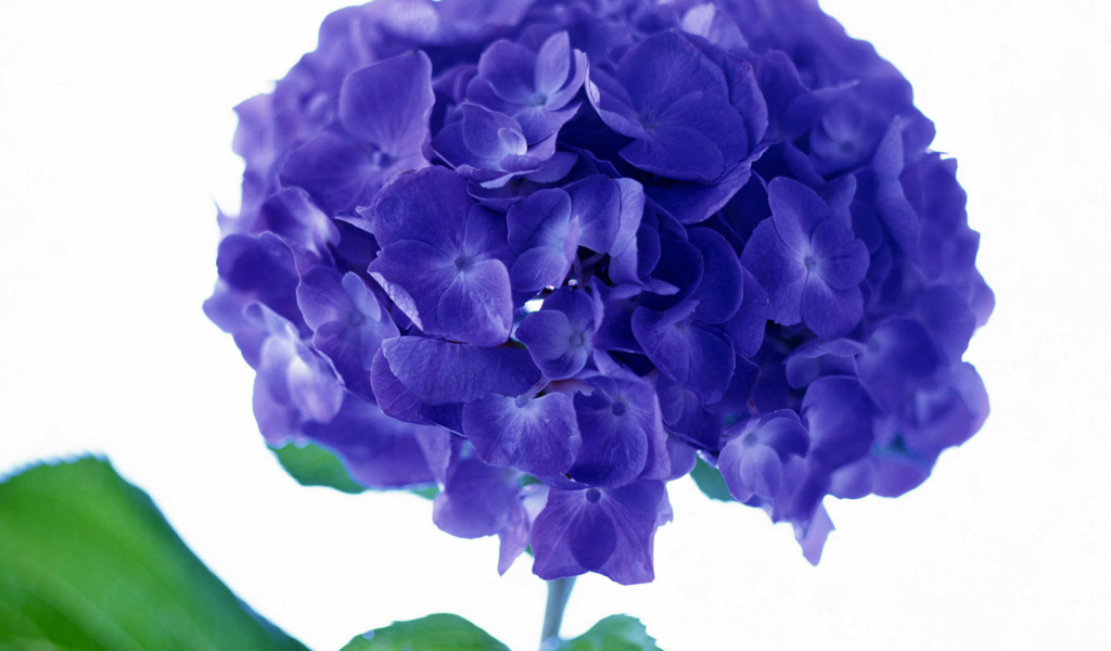 Фиолетовый цветок, Цветы