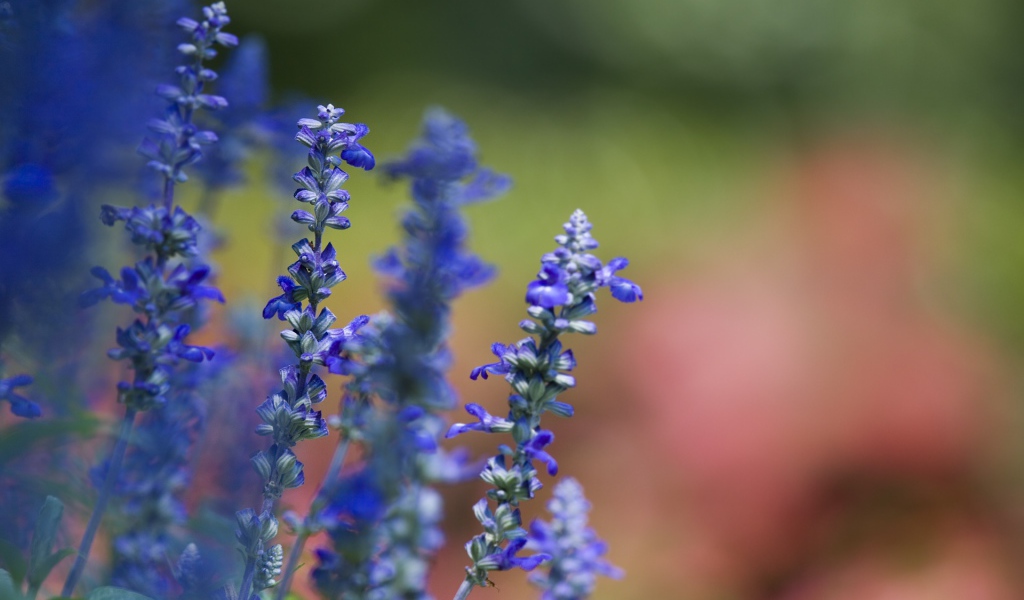 Фиалки весной, Цветы