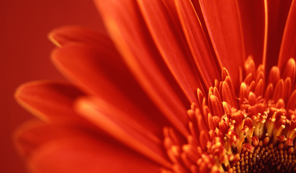 Перспектива красный цветок, Цветы