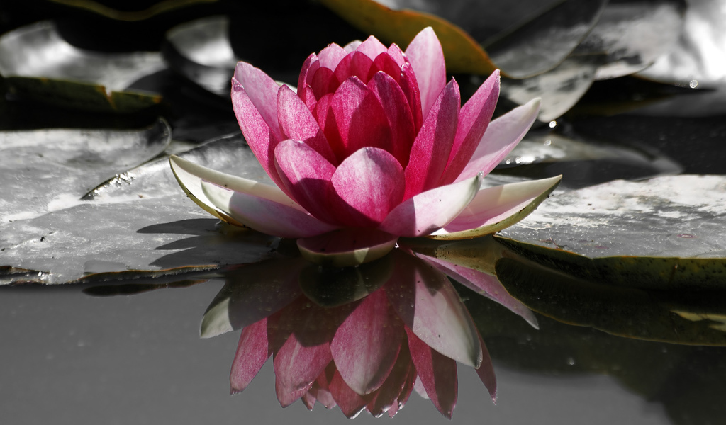 Кувшинка, Цветы