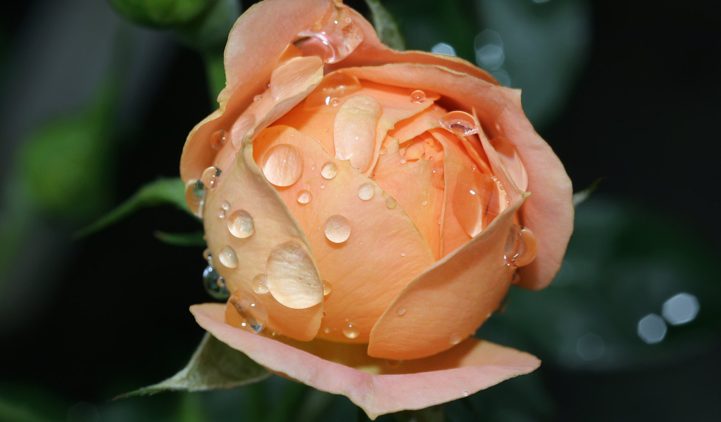 Влажный расцвет роз, Цветы