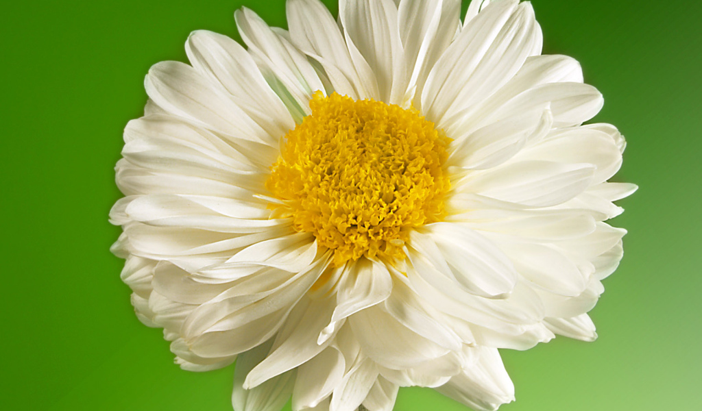 Белый и желтый, Цветы