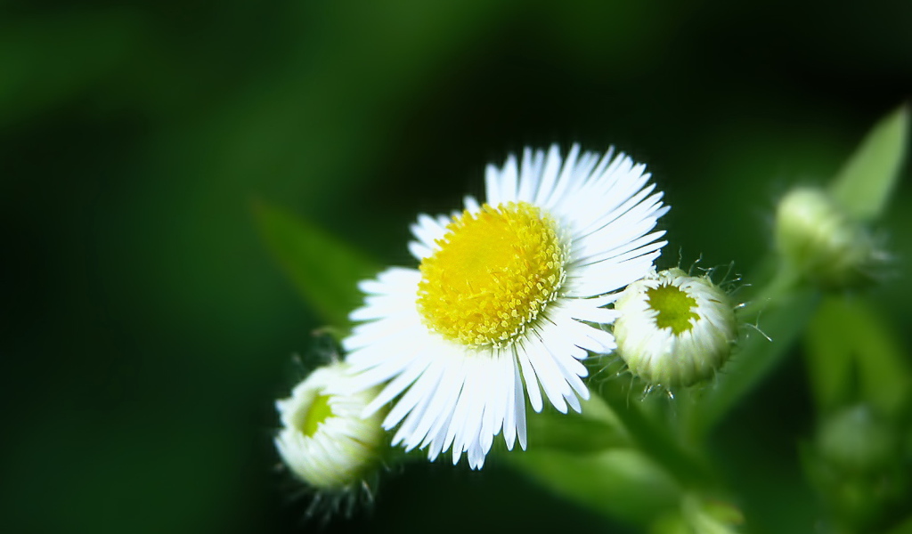 Белый цветок закрывается, Цветы
