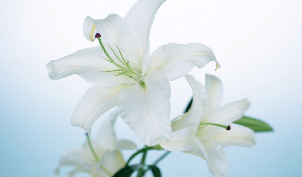 Белая лилия, Цветы