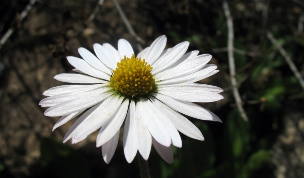 Белый хороший цветок, Цветы