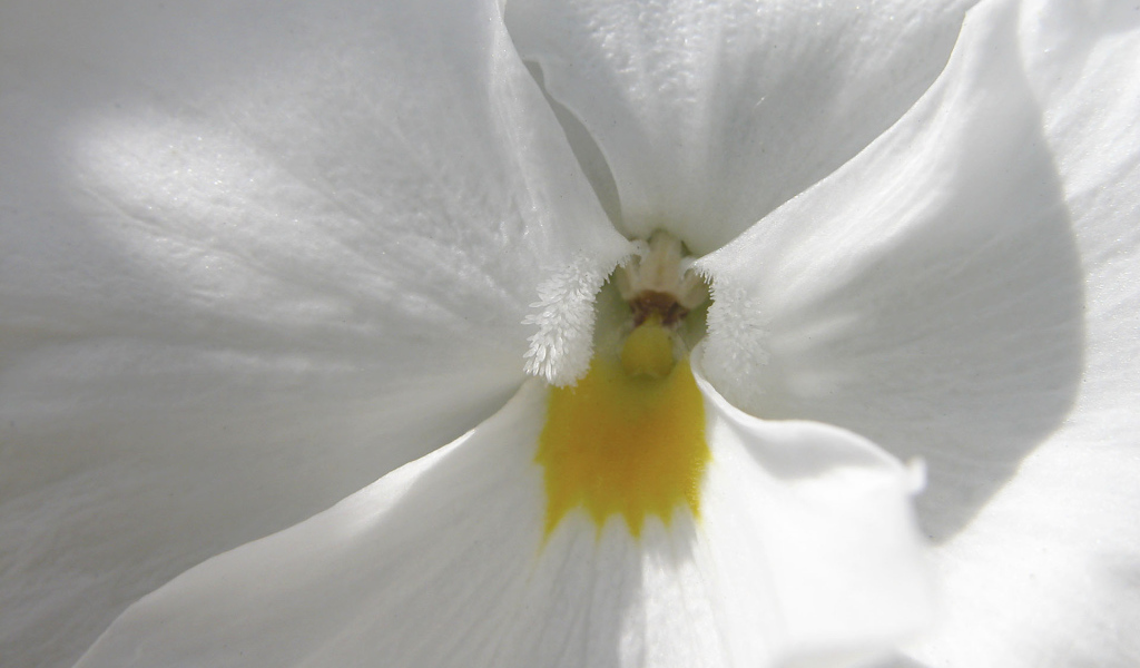 Белые лепестки, Цветы