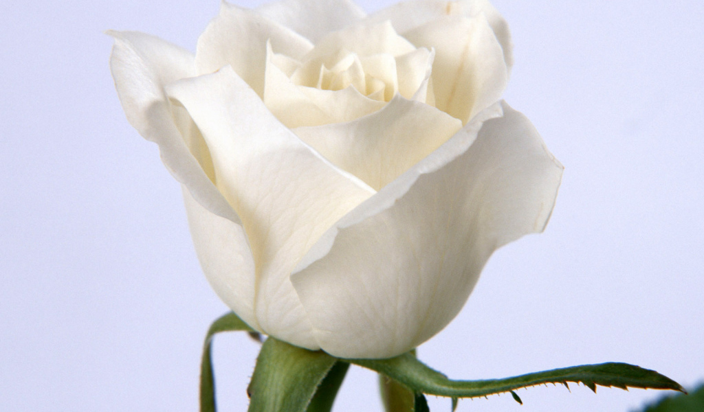 Белая роза, Цветы