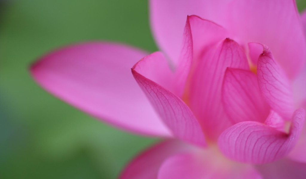 Цветочный пучок