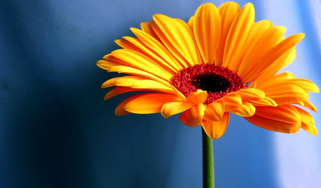 Желтый контрастный цветок, Цветы